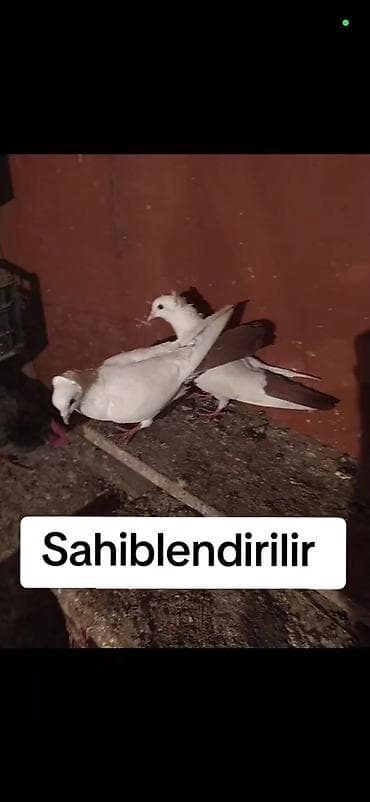 Göyərçinlər: Sahibləndirilir – Bərdədə yerləşir cütdüler Ağ kekkili qirmizi quyruq — 4