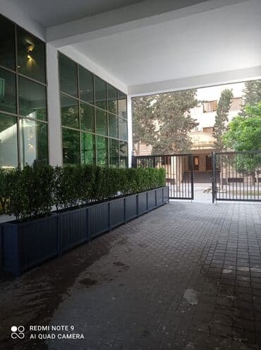 dibçek gulleri: Dibçək güldanlar. Dipçəklər bir başa sexdən.Sex qiymətinə. ♦️Endrim — 6