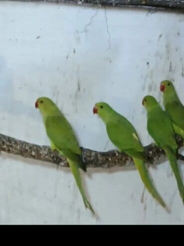 geref qusu rus dilinde: Ojeriliviy təzə balalar — 2