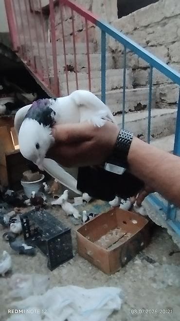 quslar: Göyərçinlər satılır – müxtəlif rəng və növlər. - Ağ, qara-ağ, boz-ağ — 10