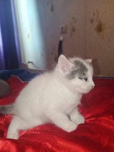 ereb ati satilir: Yaxşı əllərə — 9