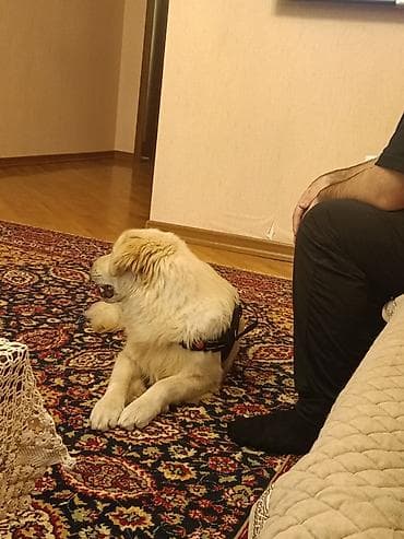 afcarka qara: Retriever, 8 ay, Erkek, Peyvəndli, Ünvandan götürmə — 1