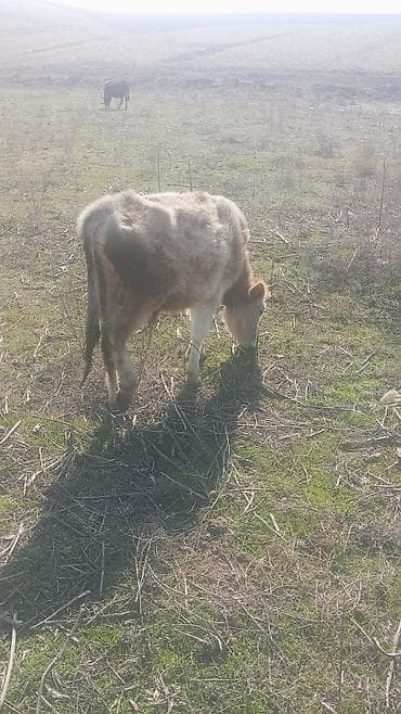 Keçilər, çəpişlər: Saxlanmali dana real musdəriyə endirim olacaq — 6