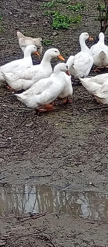 qara canavar sekilleri: Erkək, Damazlıq, Ödənişli çatdırılma — 2