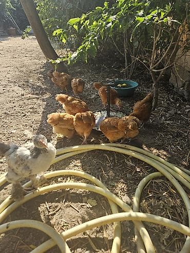 Toyuq, Yumurtalıq, Ödənişli çatdırılma