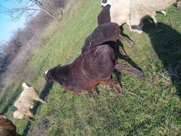 cins ineklerin qiymeti: İKİ YAŞ YARİMLİQ. Diri çəkisi 100 kq.TAM SAQLAM. QOYUN SURMEYNE SOZ — 2