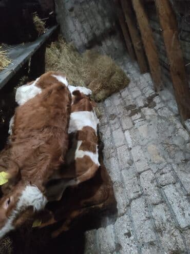 hələb keçisi satılır: 3 süt emeli dana satlır 1 erkeki 2 dişi temiz,senetaldı — 2