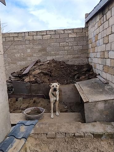 it üçün sinelik: Evvela salam.it cox zloy ve cevik itdi.ferma ve heyetyani sahelere tam — 1