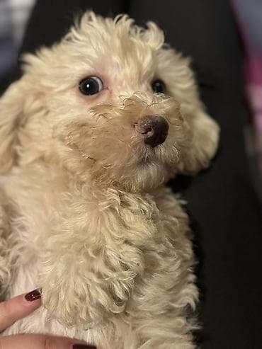 Akvariumlar: Pudel — 8