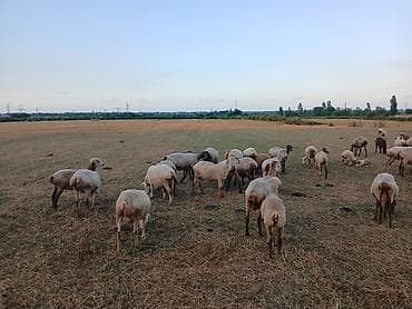 coban it adlari: Salam şekilde gorduyunuz 40 bas qoyun quzu satilir qiymetde azca — 5