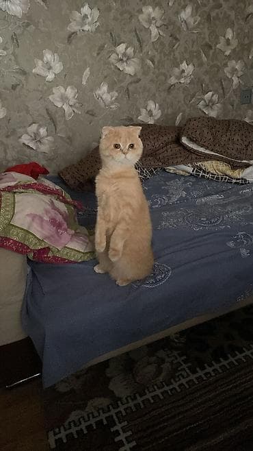 Pişiklər: Şotland, Erkək, Cütləşmə üçün — 1