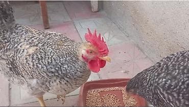 Balıqlar: Salam arginal xarkov du öz he yetimin heyvandi tam sağlamdi isteyen — 3