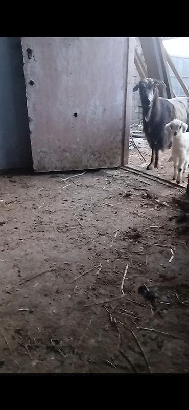 Ekiz balali diwi di balalari cavan 3 cu qarin saqlam ve cox sudu