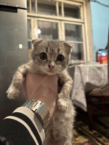 pişik üçün: Şotland yastı qulaq, Erkək — 3