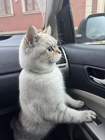 keçiler: Britan, Erkək, Yaxşı əllərə, Ünvandan götürmə, Ödənişli çatdırılma — 7