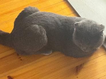 pisik latoku: Britan, Erkək — 4