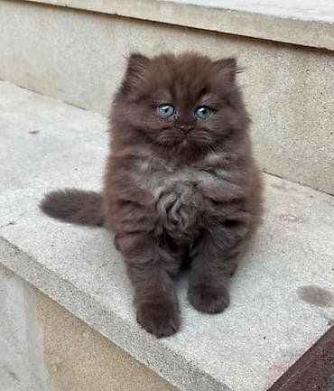 menks cinsli pişik: Şinşilla, Dişi — 4