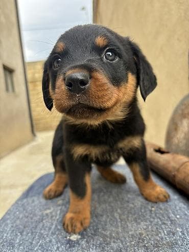 Птицы: Ротвейлер, 3 месяца, Самка — 2