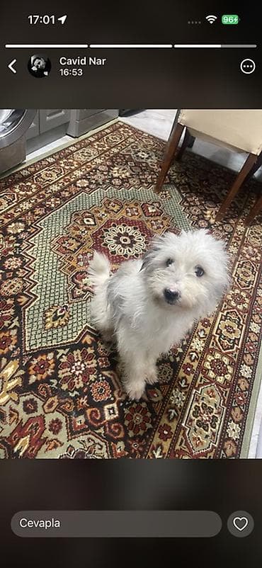 şpitz itlər: Satılır – balaca ölçülü, tüklü ev iti - Cins: kiçik ölçülü, uzun — 2