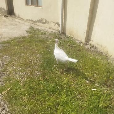 qoyun şekli: Ağ rəngli hind toyuğu (papaqsız baş, uzun boyunlu). - Cins: Ağ — 1