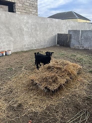 birə dərmanı: Dişi, il: 1, 30 kq, Damazlıq, Ünvandan götürmə — 9