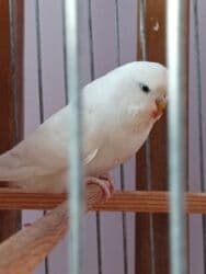 bars bit dermani: Disi temiz cex aq regde. - — 2