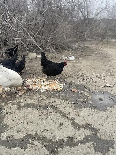 Pişiklər: Toyuq, Australorp, Damazlıq — 1