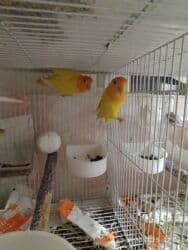 İtlər: Salam Nerazlucniklər sarı narıncı başlı, narıncı quyruqlu cütlər — 3