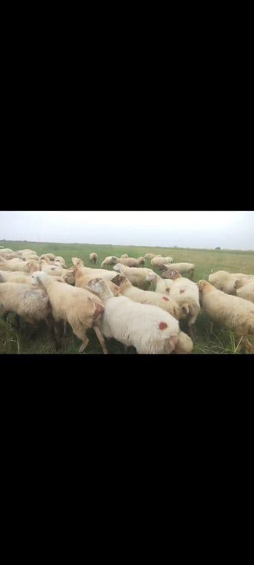 bakida cins ineklerin satisi: Dişi, il: 1, 50 kq, Damazlıq, Ünvandan götürmə — 7