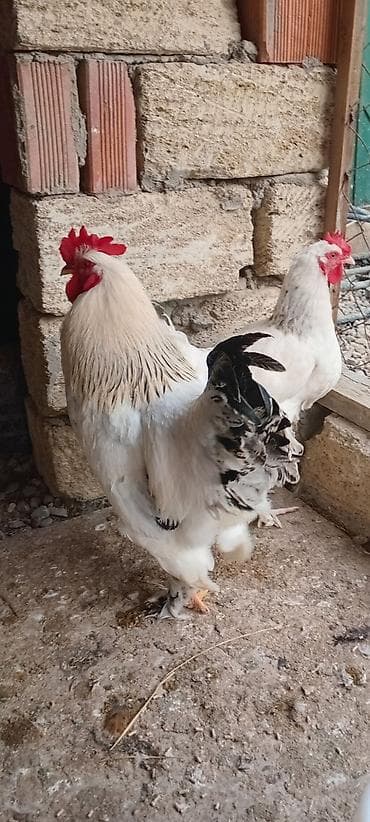 Damazliq 9 ayliq ağ-zərif rəng çalarında, quyruq lələkləri tünd lalafo.az -da Damazliq 9 ayliq ağ-zərif rəng çalarında, quyruq lələkləri tünd