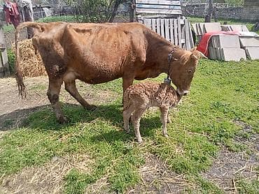 Qırmizi inəyin altındakı bala Erkey 6 balasıdir8 litr süd verir.Qara