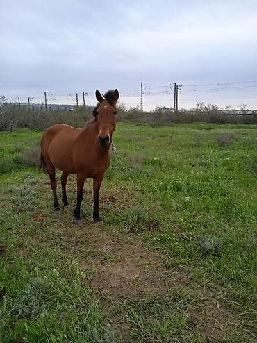 Dişi, il: 5, Ünvandan götürmə