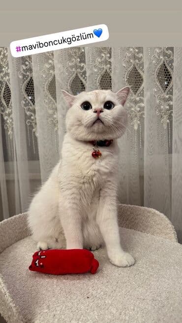 Кошки: Британская, Самец, В добрые руки, Самовывоз — 4