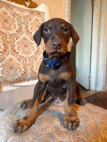 itlər alabay: Doberman, 2 ay, Rayonlara çatdırılma — 9