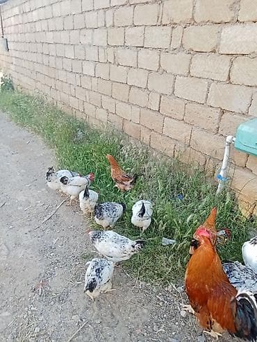 tap az qusar heyvanlar: 15 fere 1 xoruz satılır Xoruz 25 AZN Fere umumi goturende 10 Azn — 2