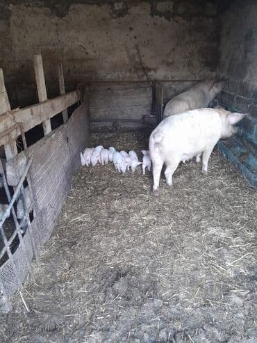 кошки в хорошие руки: 2 ana 9bala real alici narahat elesin — 3