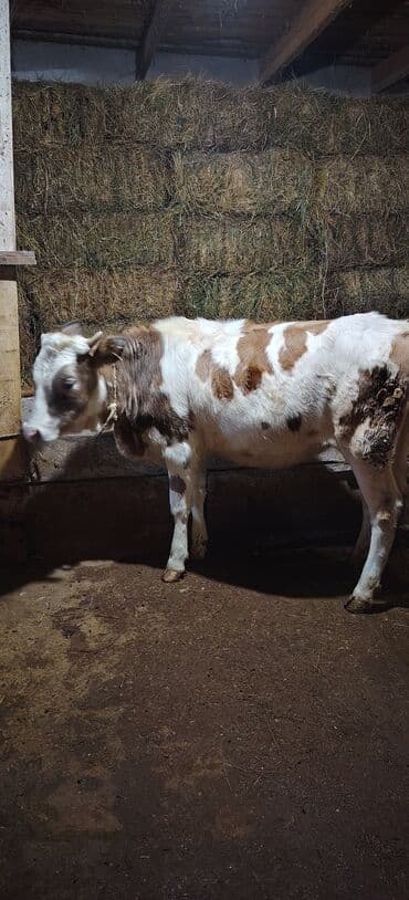 Satılır dişi düyə ünvan Novxani lalafo.az -da Satılır dişi düyə ünvan Novxani