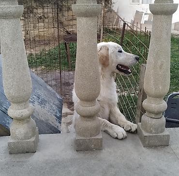 Gəmiricilər: Retriever — 3