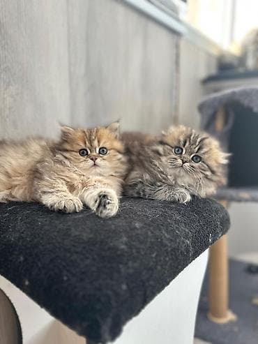 İtlər: Qızıl şinşilla — 2