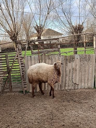 2yaşı var tam sağlam heyvandı - Cins: yerli ətlik-yunlu tip (ağ-bej