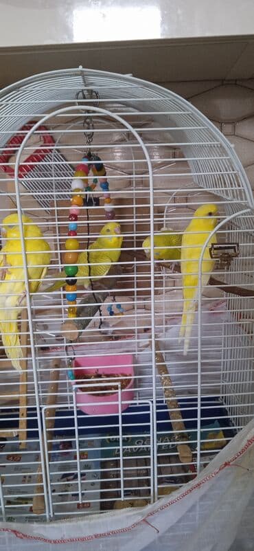 oskar balığı: Popuqay quşlari qəfəslə bir erdə satılır( bir anadır uç bala, qəfəs — 6