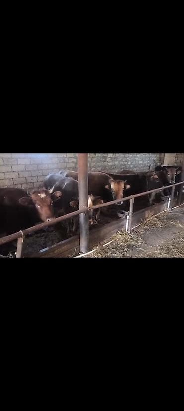 Heyvanlar: Salam aleykum qardaşlar gününüz xeyirli olsun allah haminizin — 2