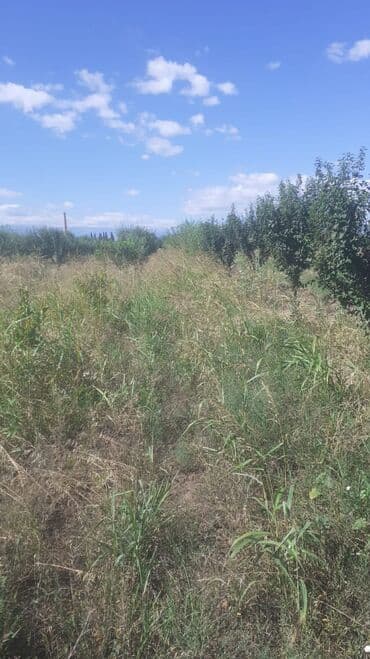 Digər qida məhsulları: Məhsul: Meyvə bağ sahəsi (çoxillik əkililər) Təsvir: - Səliqəli — 8