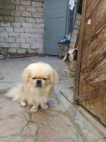 balaca itler: Pekines — 5