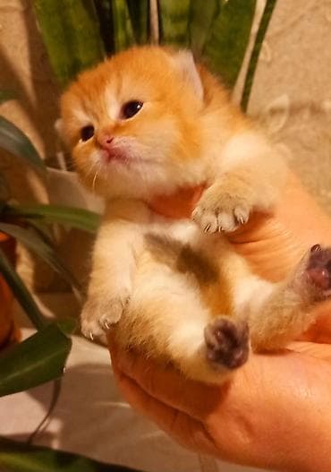 heyvan cantasi: Britan, Erkək, Yaxşı əllərə, Ünvandan götürmə — 2