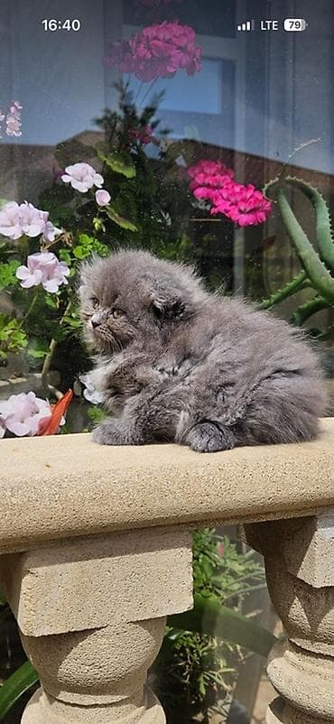 Şotland yastı qulaq