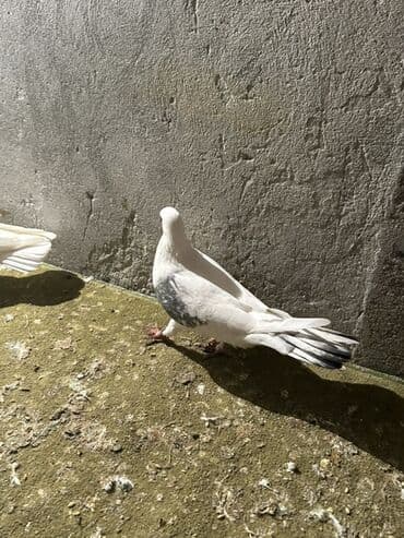 Alfa Romeo: Kom 10 nan — 4