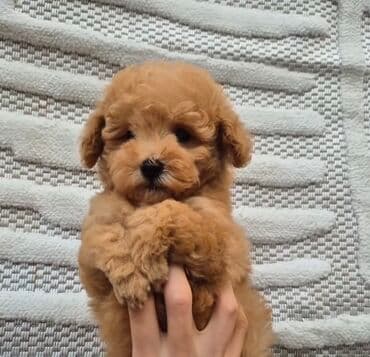 Gəmiricilər: 2 ay, Erkek — 1