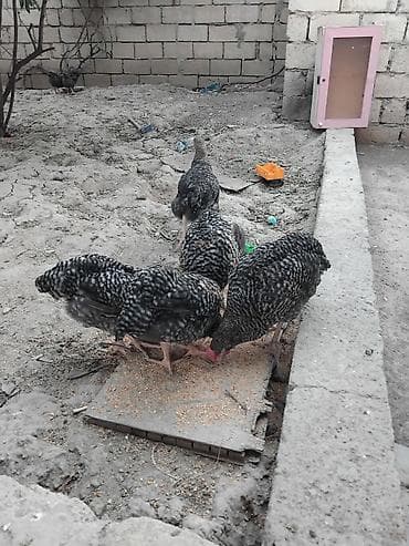 toy terrier: Toyuq, Yumurtalıq, Pulsuz çatdırılma — 2