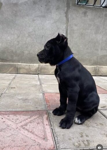 кане корсо цена: Kane-Korso, 2 il, Dişi, Peyvəndli — 3